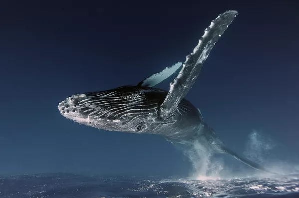 Снимок Up in the air российского фотографа Alexey Zozulya, победивший в категории Underwater конкурса Nature Photographer of The Year 2019 - Sputnik Армения