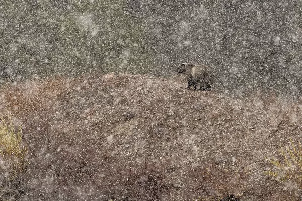 Снимок Under the snow… итальянского фотографа Stefano Quirini, победивший в категории Mammals конкурса Nature Photographer of The Year 2019 - Sputnik Армения