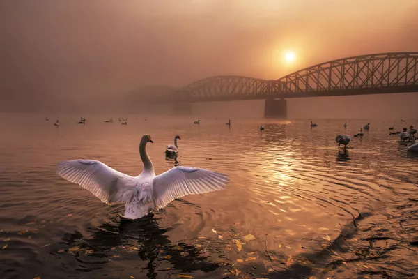 Снимок Greeting the sun чешского фотографа Peter Cech, победивший в категории Birds конкурса Nature Photographer of The Year 2019  - Sputnik Армения