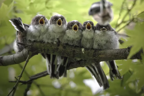 Снимок Symphony n°5 итальянского фотографа Giacomo Redaelli, победивший в категории Youth конкурса Nature Photographer of The Year 2019  - Sputnik Армения