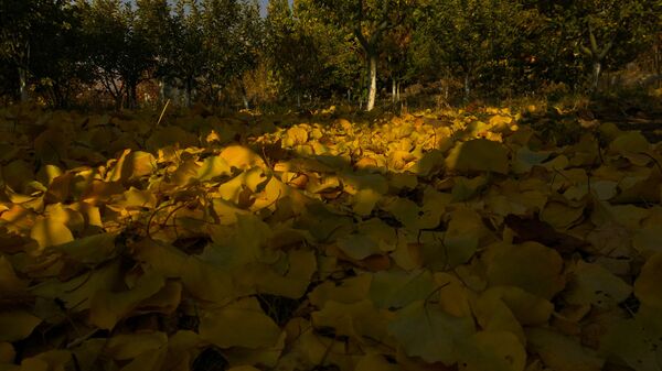 Աշուն - Sputnik Արմենիա