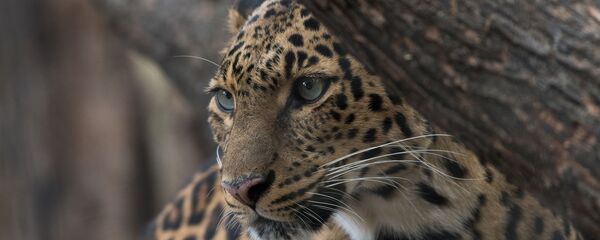 Леопард - Sputnik Արմենիա