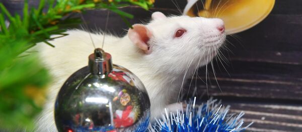 Символ Нового 2020 года Крыса - Sputnik Армения