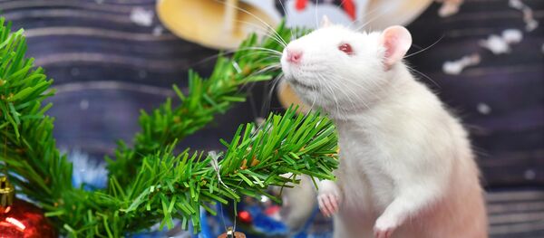 Символ Нового 2020 года Крыса Символ Нового 2020 года Крыса - Sputnik Армения