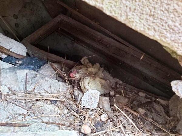 Стройка на костях: средневековое кладбище рядом с армянским храмом в Феодосии можно спасти - Sputnik Армения