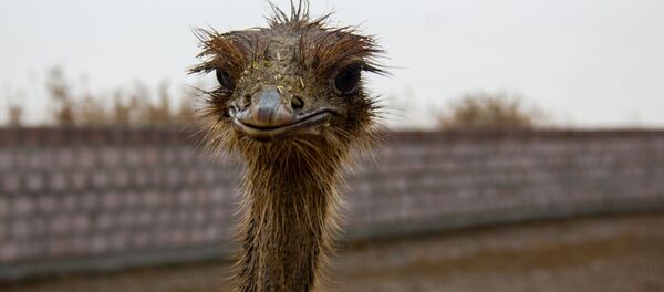 Страусинная ферма в Масисе - Sputnik Արմենիա