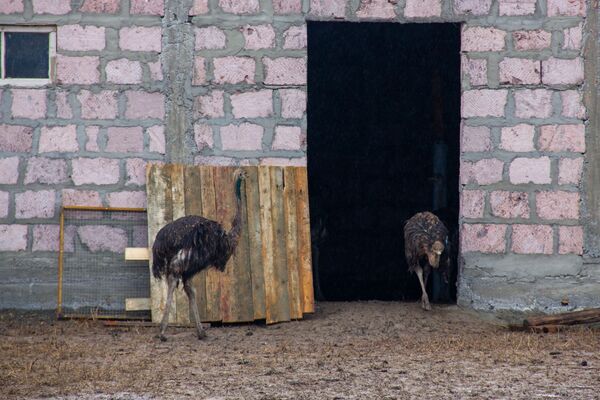 По следам собачьей атаки - что на самом деле произошло на страусиной ферме в Армении - Sputnik Армения