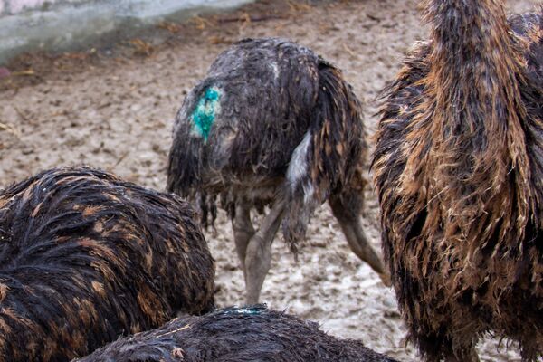 По следам собачьей атаки - что на самом деле произошло на страусиной ферме в Армении - Sputnik Армения