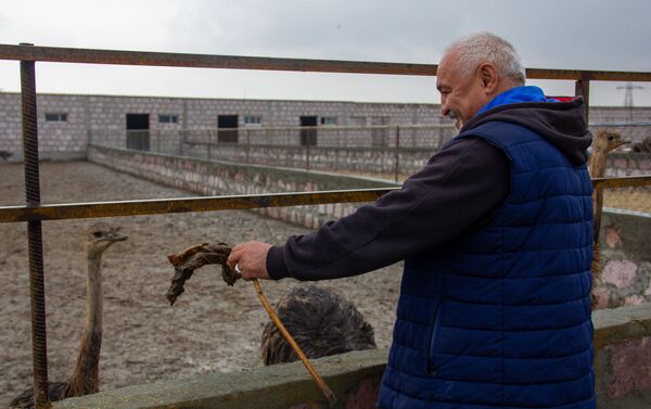 Директор страусиной фермы в Масисе Арменак Асатрян - Sputnik Армения
