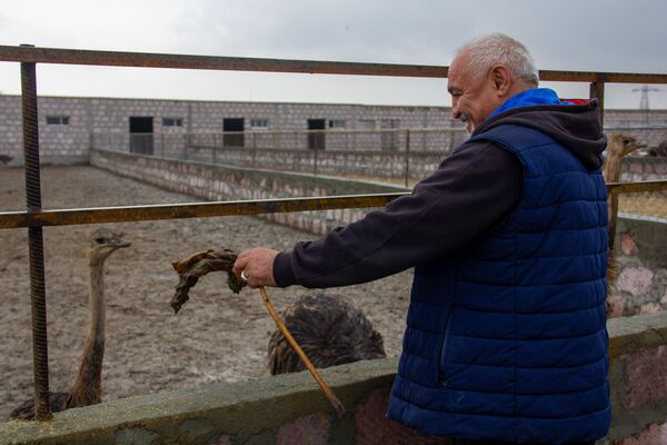 Հոշոտված ու մի կերպ փրկված ջայլամները. ի՞նչ է տեղի ունեցել ֆերմայում - Sputnik Արմենիա