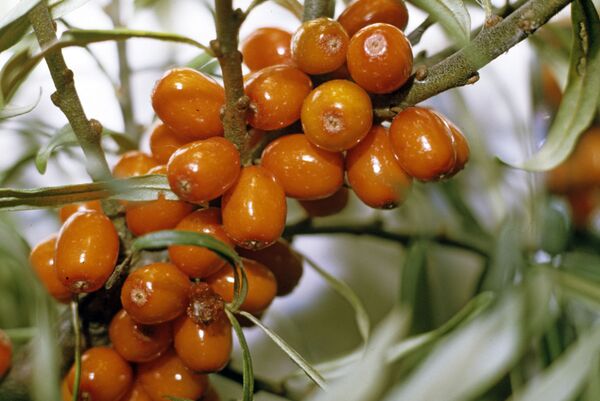 Витаминный бум по-армянски: самые полезные осенние фрукты и овощи - Sputnik Армения