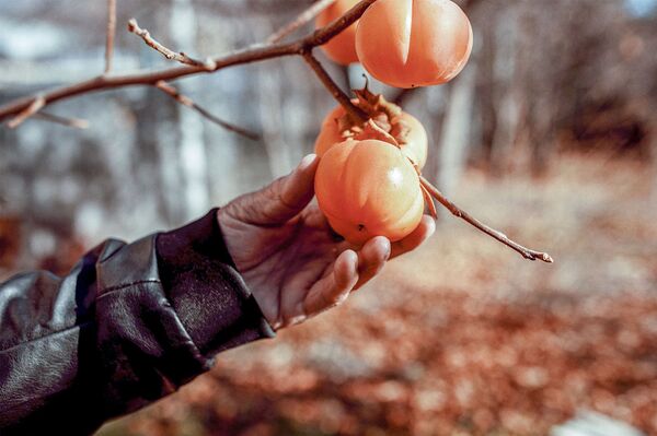 Не подведите ребята, ни армян, ни себя: как дядя Шаварш наставляет мигрантов Осетии - Sputnik Армения