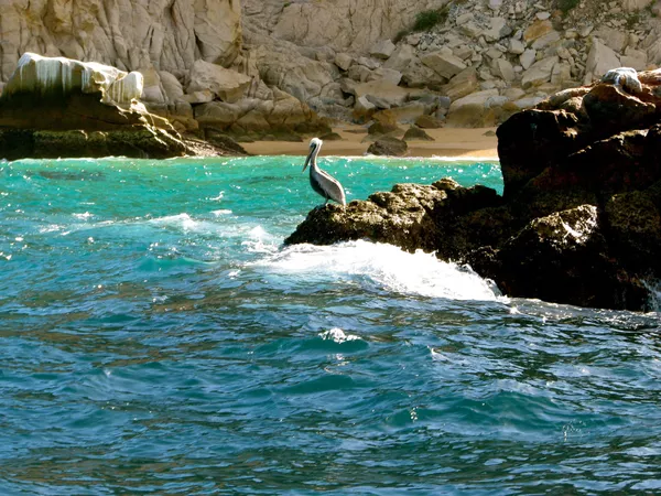Пеликан на камне в море Кортеса в Мексике Пеликан на камне в море Кортеса в Мексике - Sputnik Армения