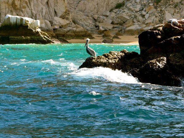 Пеликан на камне в море Кортеса в Мексике - Sputnik Армения