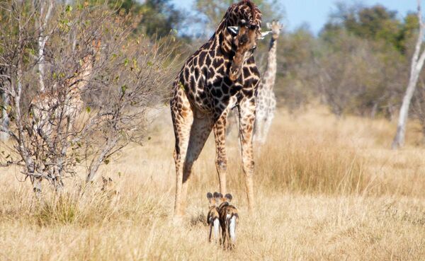 Жираф и дикие собаки в заповеднике в Ботсване  - Sputnik Армения