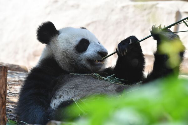 Большая панда, переданная Китаем Московскому зоопарку, в павильоне Фауна Китая - Sputnik Армения