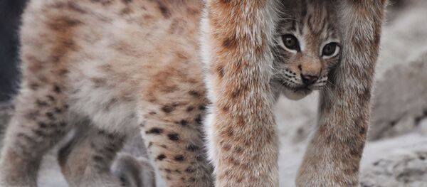 Один из двух детенышей, родившихся у пары восточносибирских рысей Гайки и Чипа 20 мая, в вольере Московского зоопарка Один из двух детенышей, родившихся у пары восточносибирских рысей Гайки и Чипа 20 мая, в вольере Московского зоопарка - Sputnik Արմենիա