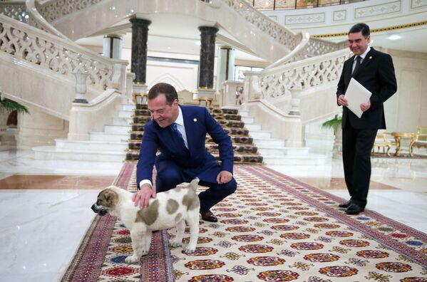 Премьер-министр России Дмитрий Медведев с подаренным президентом Туркменистана щенком алабая - Sputnik Армения