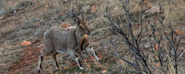 Безоаровый козел - Sputnik Армения