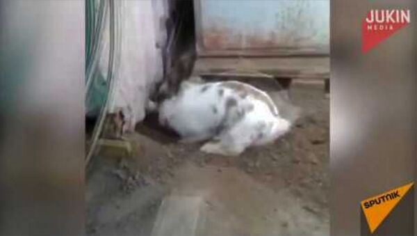 Настоящий друг: кролик вырыл подкоп для котенка - Sputnik Армения