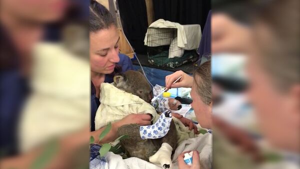 Австралийские ветеринары спасли коалу из огня - Sputnik Армения