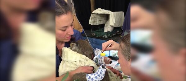 Австралийские ветеринары спасли коалу из огня Австралийские ветеринары спасли коалу из огня - Sputnik Армения