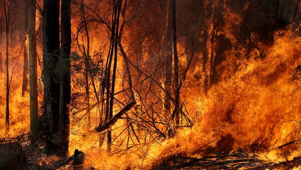 Лесной пожар в Австралии (8 января 2020). - Sputnik Армения