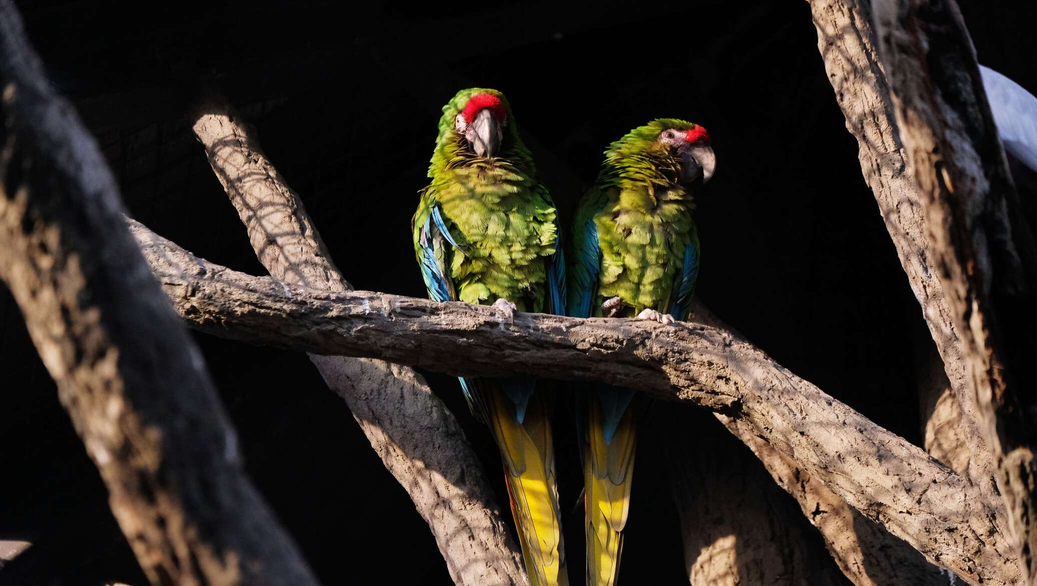 Жиен нағашы әжесін жуындырып жатқанда, жыныстық қатынасқа түсіреді.