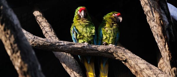 Зеленый попугай - Sputnik Արմենիա