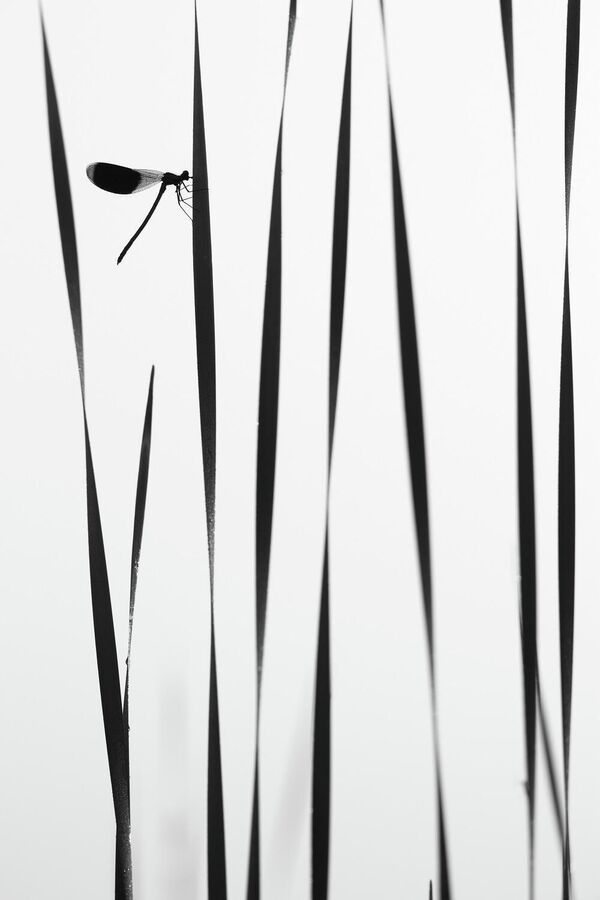 Снимок Стрекоза утром у воды фотографа Андрея Кузнецова,   победитель в номинации Макросъемка - Sputnik Армения