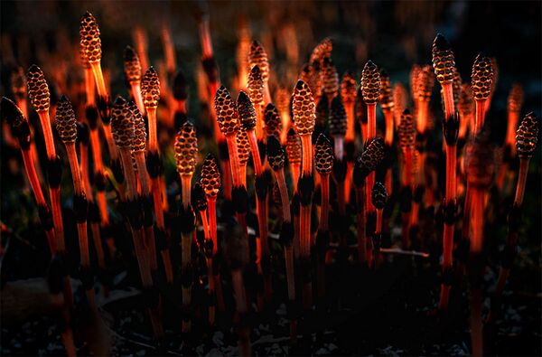 Ուրուպ անմարդաբնակ կղզու ձիաձետ դաշտային բույսը, լուսանկարիչ՝ Արտյոմ Բելոշիցկի - Sputnik Արմենիա