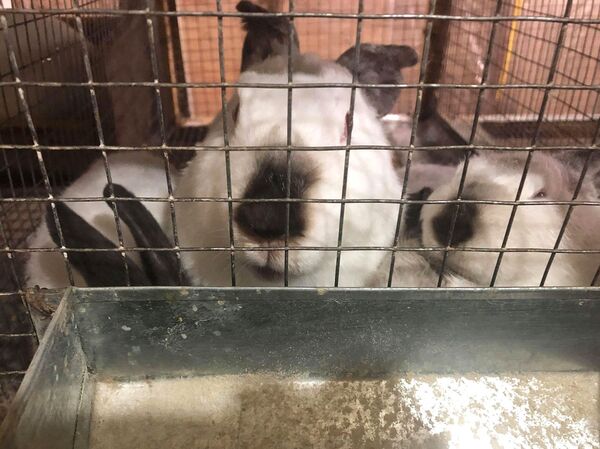 Одна встреча с Пашиняном и 15-летний гюмриец замахнулся на кроличью ферму Одна встреча с Пашиняном и 15-летний гюмриец замахнулся на кроличью ферму - Sputnik Армения