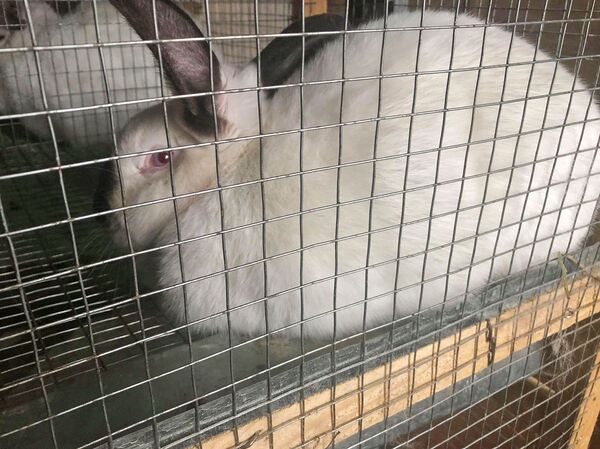 Одна встреча с Пашиняном и 15-летний гюмриец замахнулся на кроличью ферму Одна встреча с Пашиняном и 15-летний гюмриец замахнулся на кроличью ферму - Sputnik Армения