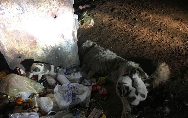 Գյումրիում աղբամանի մոտ խեղդամահ արված շուն են գտել. 5 ձագերը մոր մոտից չեն հեռացել Գյումրիում աղբամանի մոտ խեղդամահ արված շուն են գտել. 5 ձագերը մոր մոտից չեն հեռացել - Sputnik Արմենիա