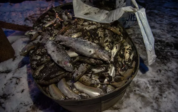 Погибшая рыба Карена Григоряна, село Гетамеч, Котайк Погибшая рыба Карена Григоряна, село Гетамеч, Котайк - Sputnik Армения