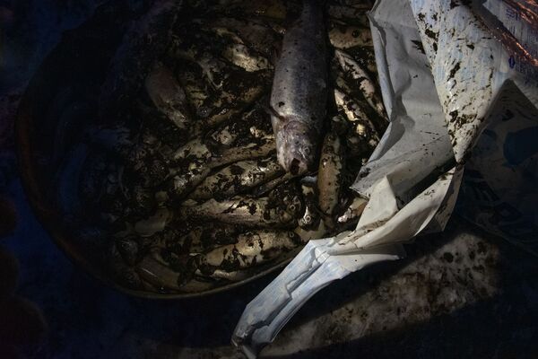 «Եկանք, տեսանք` ձկները սատկել են». ձկնաբուծարանի տիրոջը միայն մի բան է կասկածելի թվացել - Sputnik Արմենիա