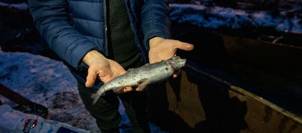 Погибшая рыба Карена Григоряна, село Гетамеч, Котайк - Sputnik Արմենիա