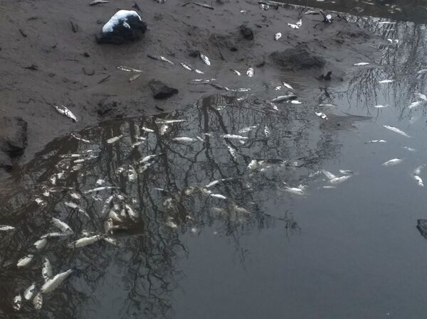 «Եկանք, տեսանք` ձկները սատկել են». ձկնաբուծարանի տիրոջը միայն մի բան է կասկածելի թվացել - Sputnik Արմենիա