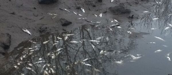 Погибшая рыба Карена Григоряна, село Гетамеч, Котайк Погибшая рыба Карена Григоряна, село Гетамеч, Котайк - Sputnik Արմենիա