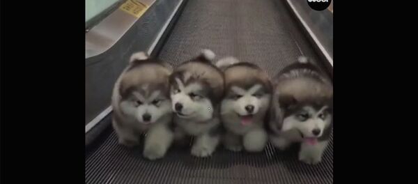 Доказательство того, почему вам нужен хаски в вашей жизни - Sputnik Армения