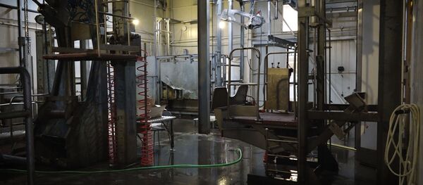 Գյուղացիները դեմ են սպանդանոցում անասունի մորթին Գյուղացիները դեմ են սպանդանոցում անասունի մորթին - Sputnik Արմենիա