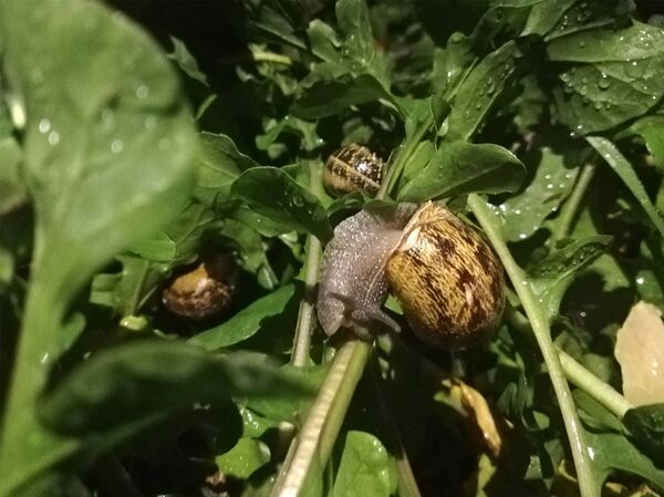 Թե ինչպես ռեժիսոր Վահեն դարձավ Հայաստանում առաջին ու միակ խխունջաբույծ ֆերմերը Թե ինչպես ռեժիսոր Վահեն դարձավ Հայաստանում առաջին ու միակ խխունջաբույծ ֆերմերը - Sputnik Արմենիա