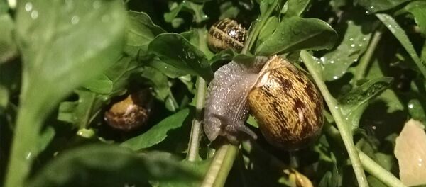 Первая и пока единственная в Армении ферма по выращиванию улиток - Sputnik Армения