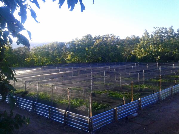 Улиточный интерес армянского режиссера: приживется ли новый бизнес в Армении  - Sputnik Армения