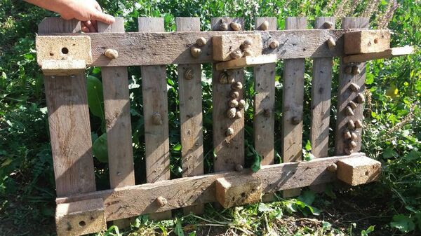 Улиточный интерес армянского режиссера: приживется ли новый бизнес в Армении  - Sputnik Армения