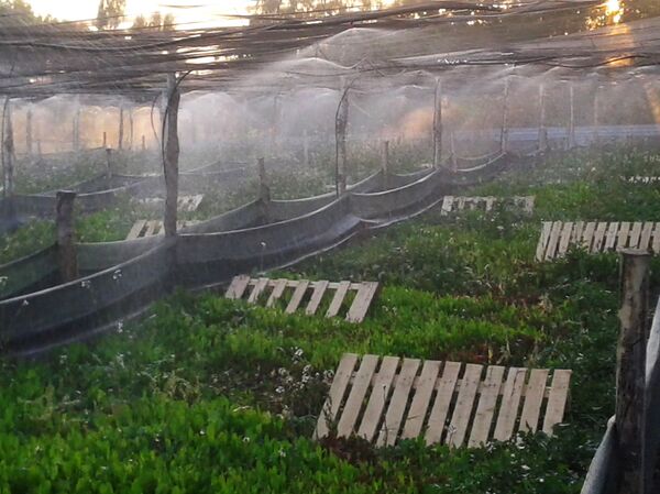 Улиточный интерес армянского режиссера: приживется ли новый бизнес в Армении  - Sputnik Армения