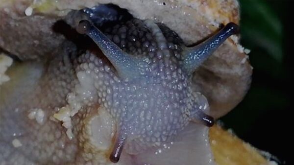 Թե ինչպես ռեժիսոր Վահեն դարձավ Հայաստանում առաջին ու միակ խխունջաբույծ ֆերմերը Թե ինչպես ռեժիսոր Վահեն դարձավ Հայաստանում առաջին ու միակ խխունջաբույծ ֆերմերը - Sputnik Արմենիա