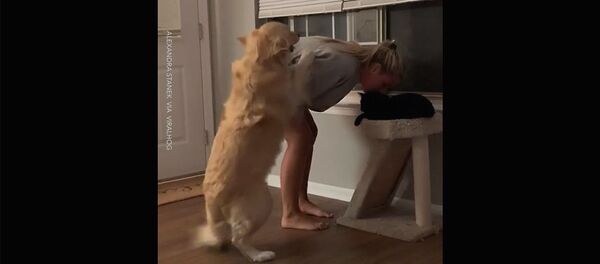 Золотистый ретривер ревнует хозяйку, которая уделяет внимание кошке - Sputnik Армения