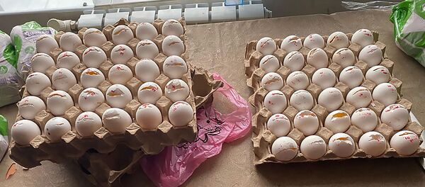 Сотрудники службы по безопасности пищевых продуктов выявили просроченные продукты питания в одной из школ Ширака (29 января 2020). Гюмри - Sputnik Արմենիա