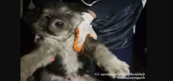Երևանում փրկարարները փրկել են շան ձագին` նրան հանելով վերելակի հորանից. լուսանկար  - Sputnik Արմենիա
